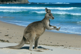 Kangaroo_on_a_beach.png