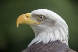 bald-eagle-2023-11-27-04-49-33-utc.jpg